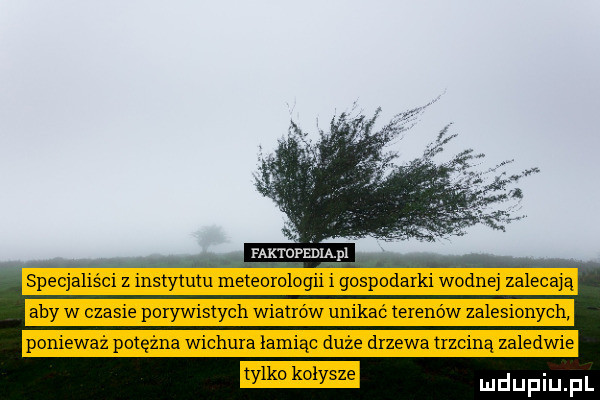 faktdyedląpl specjaliści z instytutu meteorologii i gospodarki wodnej zalecaną aby w czasie porywistych wiatrów unikać terenów zalesionych ponieważ potężna wichura łamiąc duże drzewa trzciną zaledwie tylko kołysze