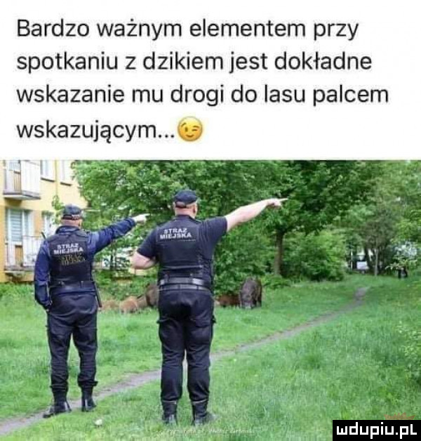 bardzo ważnym elementem przy spotkaniu z dzikiem jest dokładne wskazanie mu drogi do lasu palcem wskazującym