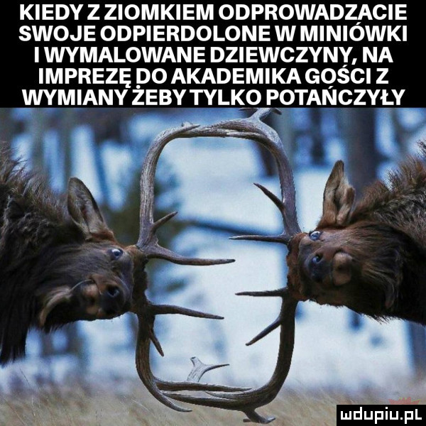 kiedy z ziom kaem odprowadzacie swoje odpierdolone w miniowki i wymalowane dziewczyny na imprezę do akademika gości z wymiany żeby tylko potańczyły