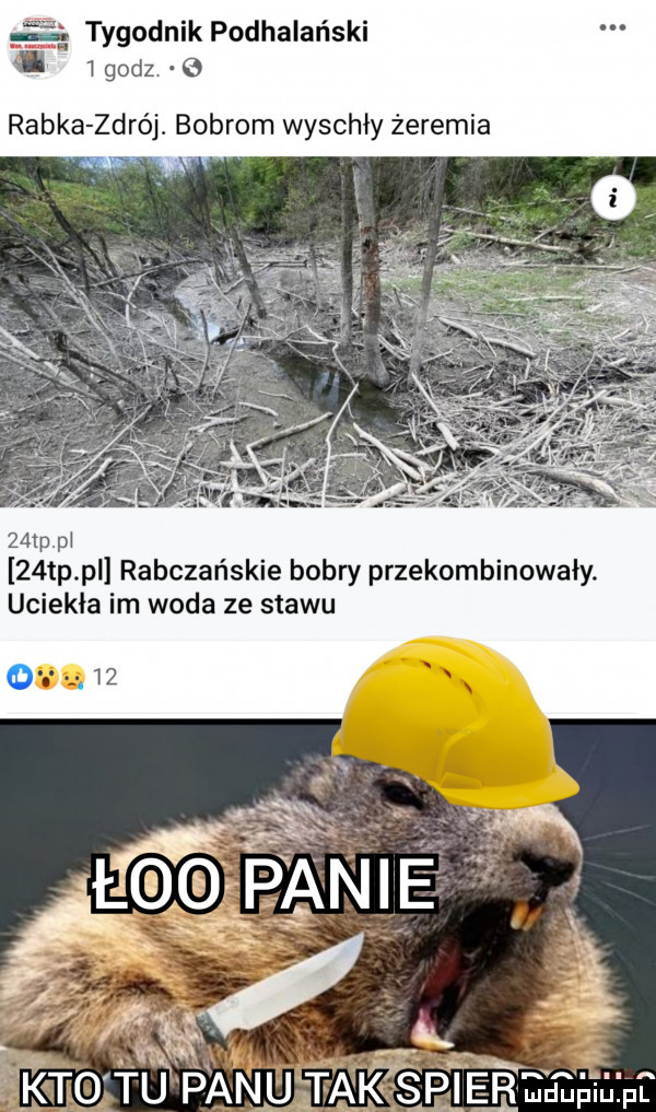 tygodnik podhalański l w godz   rabka zdrój. bobrom wyschły żeremia   tp p rabczańskie bobry przekombinowały. uciekła im woda ze stawu      mu. r. b