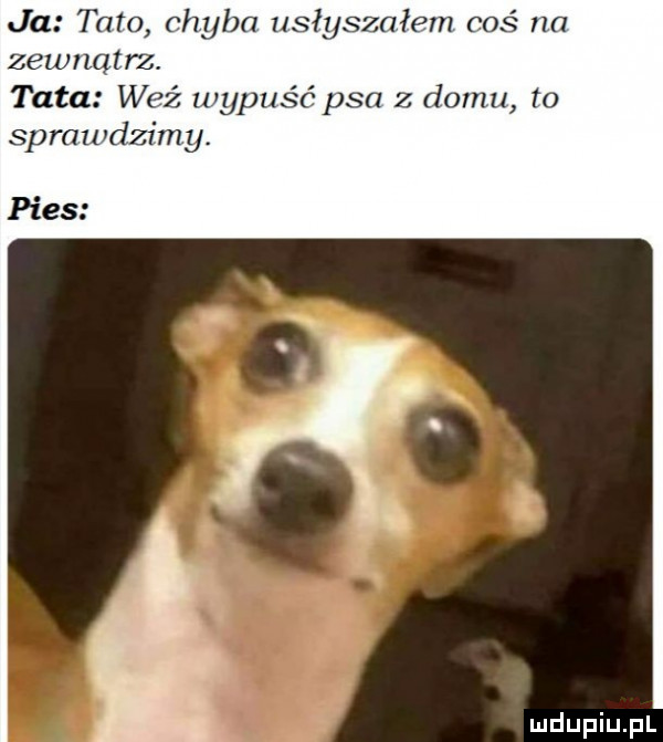 ja tato chyba usłyszałem coś m  zewnątrz. tata wez wypuść psa z domu to sprawdzimy. pies