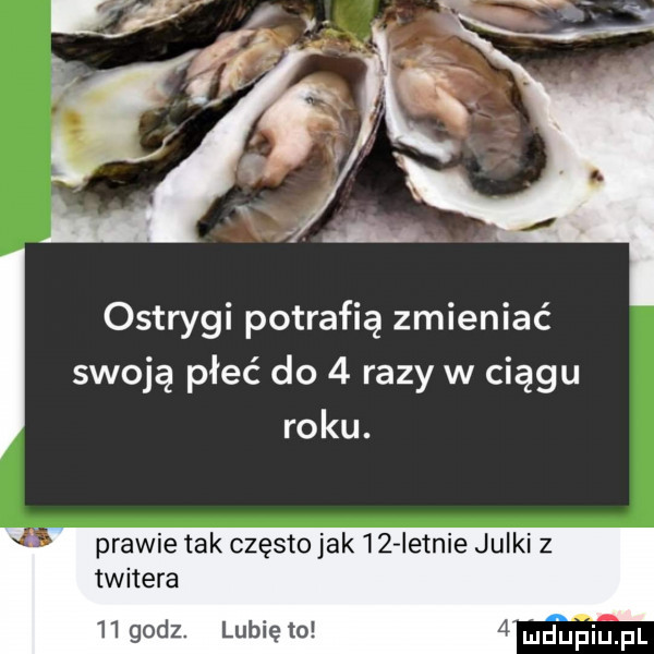ostrygi potrafią zmieniać swoją płeć do   razy w ciągu roku. prawie tak czestojak   istnie julki z twitera    godz. lu. mdupiﬁpl