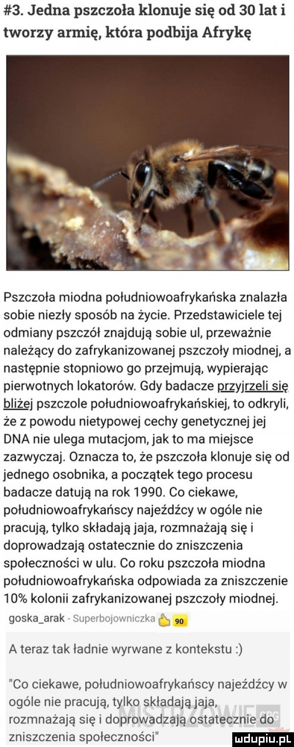 jedna pszczoła klonuje się od    lat i tworzy armię która podbija afrykę pszczoła miodna południowoafrykańska znalazła sobie niezły sposób na życie. przedstawiciele tej odmiany pszczół znajdują sobie ul. przeważnie należący do zafrykanizowanej pszczoły miodnej a następnie stopniowo go przejmują wypierając pierwotnych lokatorów gdy badacze pgyjrzeli się pszczole południowoafrykańskiej to odkryli że z powodu nietypowej cechy genetycznej jej dna nie ulega mutacjom jak to ma miejsce zazwyczaj. oznacza to że pszczoła klonuje się od jednego osobnika. a początek tego procesu badacze datują na rok     . co ciekawe. południowoafrykańscy najeźdźcy w ogóle nie pracują tylko składają jaja rozmnażają się i doprowadzają ostatecznie do zniszczenia społeczności w ulu. co roku pszczoła miodna południowoafrykańska odpowiada za zniszczenie    kolonii zafrykanizowanej pszczoły miodnej. goska arak superbolowmczka so a teraz tak ladnie wyrwane z kontekstu co ciekawe południowoafrykańscy najeźdźcy w ogóle nie pracują tylko składają jaja rozmnażają się i doprowadzają ostatecznie do zniszczenia społeczności