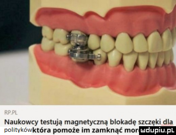 naukowcy testują magnetyczną blokadę szczęki dla pchtvkóvlktóra pomoże im zamknąć mor
