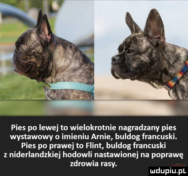 pies po lewej to wielokrotnie nagradzany pies wystawowy o imieniu arnie buldog francuski. pies po prawej to flint buldog francuski z niderlandzkiej hodowli nastawionej na poprawę zdrowia rasy