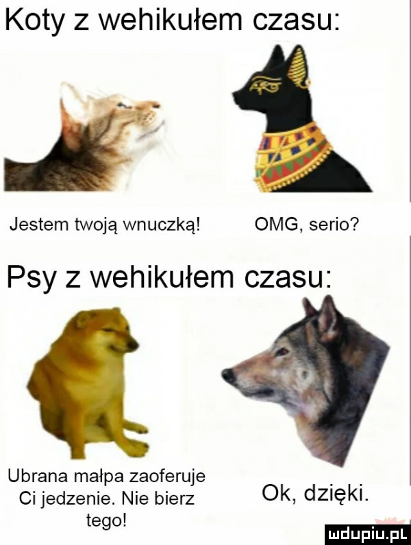 koty z wehikułem czasu jestem twoją wnuczką omg serio psy z wehikułem czasu ubrana małpa zaoferuje ci jedzenie. nie bierz  k dzieki. tag mm
