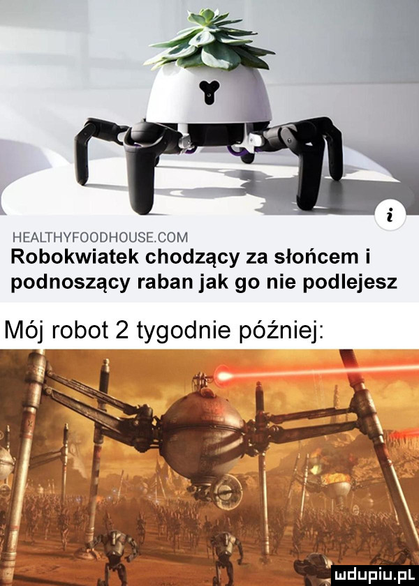 healthyfoodhouse com robokwiatek chodzący za słońcem i podnoszący raban jak go nie podlejesz mój robot   tygodnie później