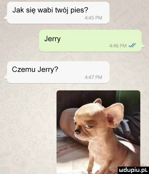 jak się wabi twój pies nx jerry     pm w czemu jerry