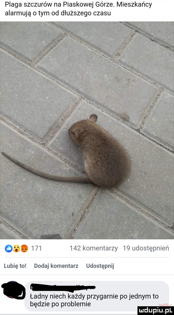 plaga szczurów na piaskowej górze. mieszkańcy alarmują o tym od dłuższego czasu.         komentarzy    udostępnień lunięto dodajkomentarz udostępnij. ładny niech każdy przygarnie pojemnym to będzie po problemie ludupiupl