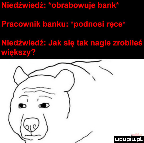 niedźwiedź obrabowuje bank pracownik banku podnosi ręce niedźwiedź jak się tak nagle zrobiłeś większy
