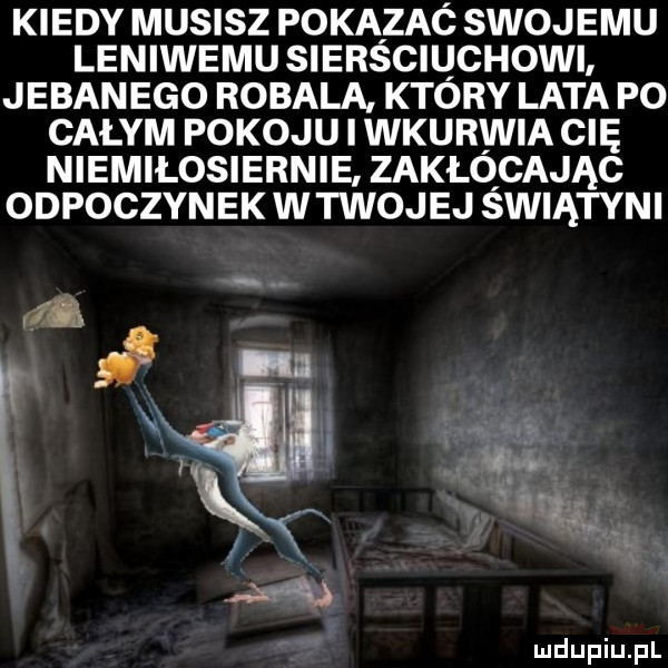 kiedy musisz pokazac swojemu leniwemu siersciuchowi jebanego robala. ktory lata po całym pokoju i wkurwia cię niemiłosiernie zakłócając odpoczynek w twojej swiątyni mg tu