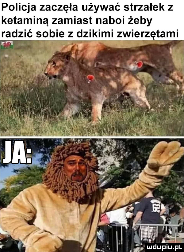 policja zaczęła używać strzałek z ketaminą zamiast naboi żeby radzić sobie z dzikimi zwierzętami