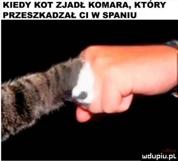 kiedy kot zjadł komara który przeszkadzal ci w spaniu