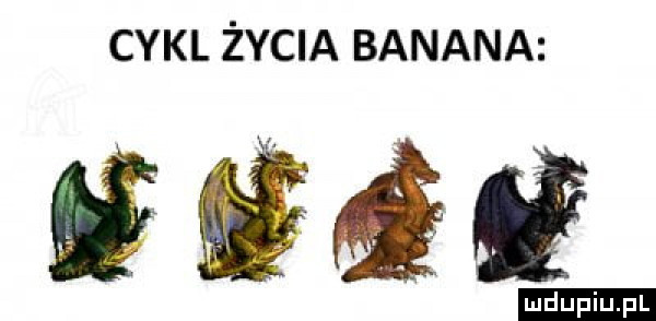cykl życia banana qeqq duciu. pl