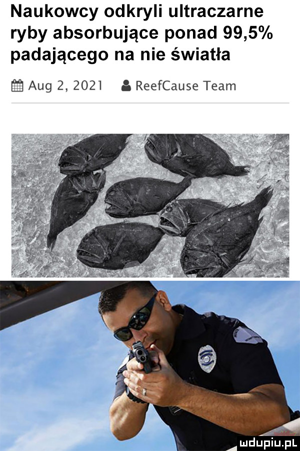 naukowcy odkryli ultraczarne ryby absorbujące ponad     padającego na nie światła b aeg        a reefcause team mdupu pl
