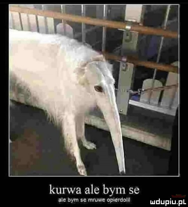 kurwa ale bym se ale bym se mruwe apierdolll