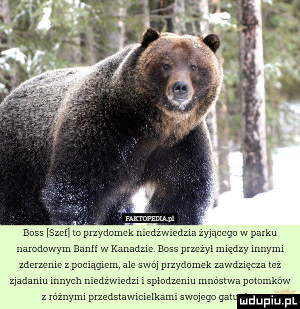 faktopedląpl boss szef to przydomek niedźwiedzia ży ącego w parku narodowym bangi w kanadzie. boss przeżył między innymi zderzenie z pociagiem ale swó przydomek zawdzięcza też zjadaniu innych niedzwiedzi i spłodzeniu mnostwa potomków z różnymi przedstawmielkami swojego gau