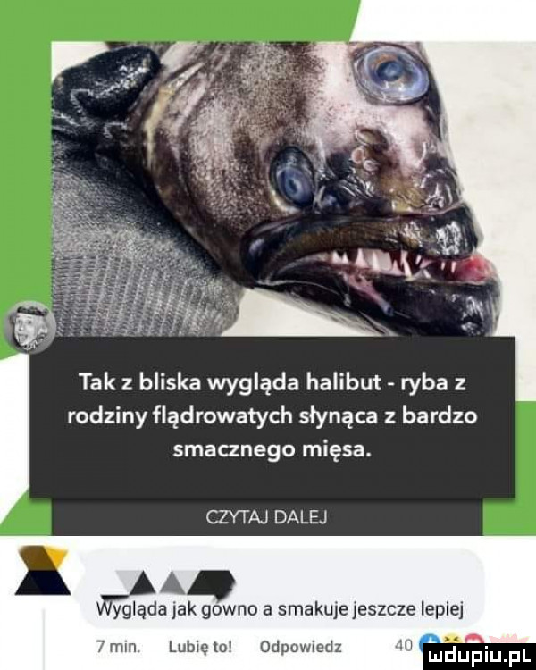 tak z bliska wygląda halibut ryba z rodziny flądrowatych słynąca z bardzo smacznego mięsa. czyta dalej lu. ygląda jak gowno a smakuje jeszcze lepiej   mln lublęm odpowiedz ludu eliupl