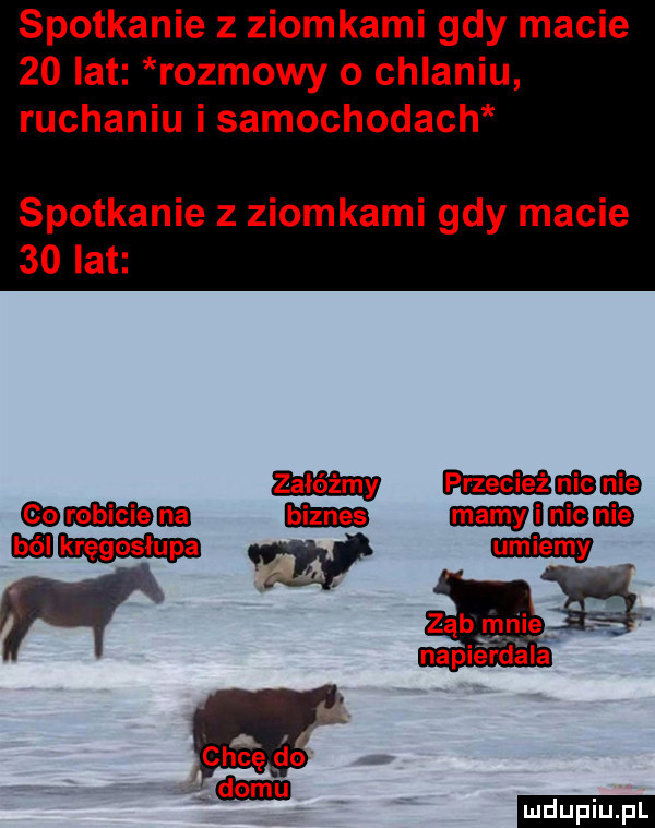 spotkanie z ziomkami gdy macie    lat rozmowy o chlaniu ruchaniu i samochodach spotkanie z ziomkami gdy macie    lat adm p anemia mm mﬂaﬂsaﬁb ww mr ząb mnieś napierdala cla pic emm ludu iu. l