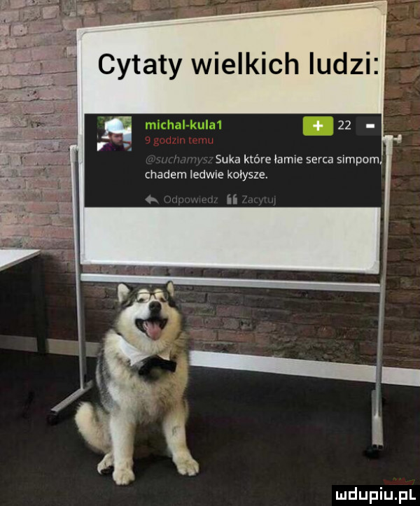 cytaty wielkich ludzi    suka które lamie serca siupom chadem ledwie kołysze. u n