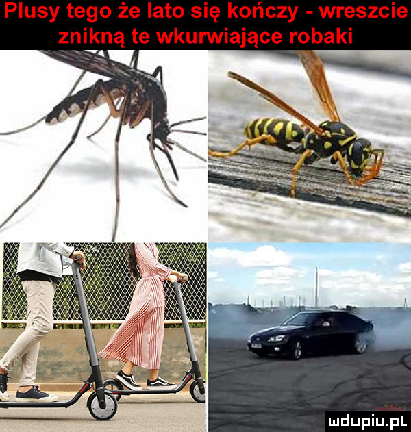 plusy tego że lato się kończy wreszcie znikną te wkurwiające robaki