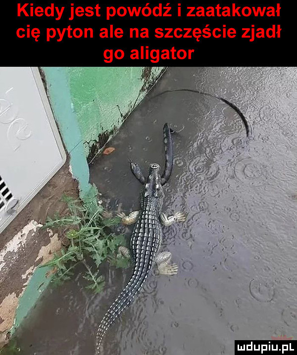 tokował śmie zjadł i zca tor dź yton ale na szczę go allga wo kiedy jest po cię p