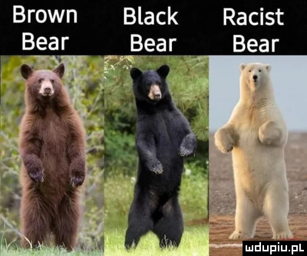 brown black racist bear bear bear
