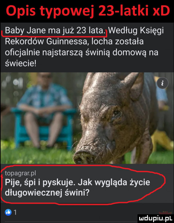opis typowej    iatki xd baby jane ma już    iata. według księgi rekoraow guinnessa ocflla została oficjalnie najstarszą świnią domową na świecie topagrarpl pije śpi i pyskuje. jak wygląda życie długowieczne świni