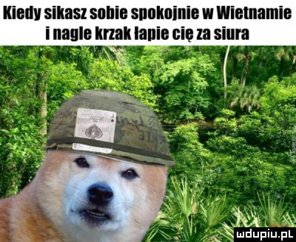 kieuv sikasz some snulminie w wietnamie i nagle krzak lanie nie za siura in mdupiu. pl