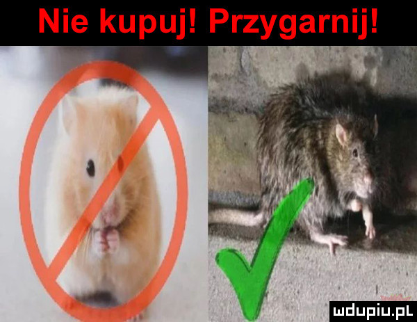 nie ku idu przyg. aan upiu pl