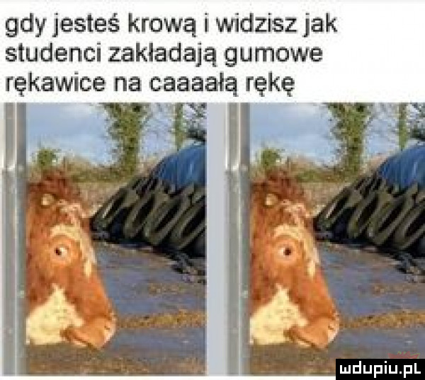 gdy jesteś krową i widzisz jak studenci zakładają gumowe rękawice na caaaałą rękę