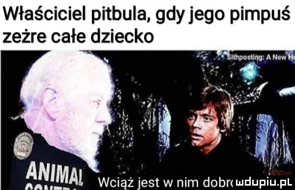 właściciel pitbula gdyjego pimpuś zeżre całe dziecko llhponllm a naw n