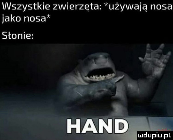wszystkie zwierzęta używają nosa jako nosa słonie