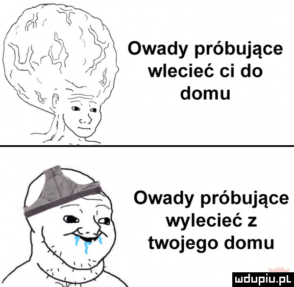 owady próbujące wlecieć ci do domu owady próbujące wylecieć z twojego domu ludu iu. l