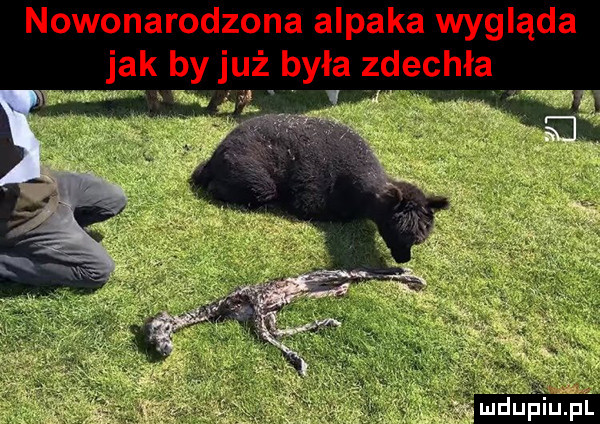 nowonarodzona alpaka wygląda jak by już była zdechła