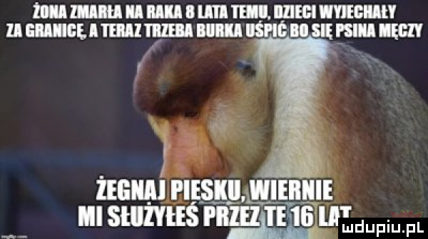mi ii mia i lill tai. mm vicki ll iii ce. i i lill mm ibl iśhe il się ibl iegii q żegiim pies wieiiiiie mi stężyłeś i m te    ii ludupiu. pl