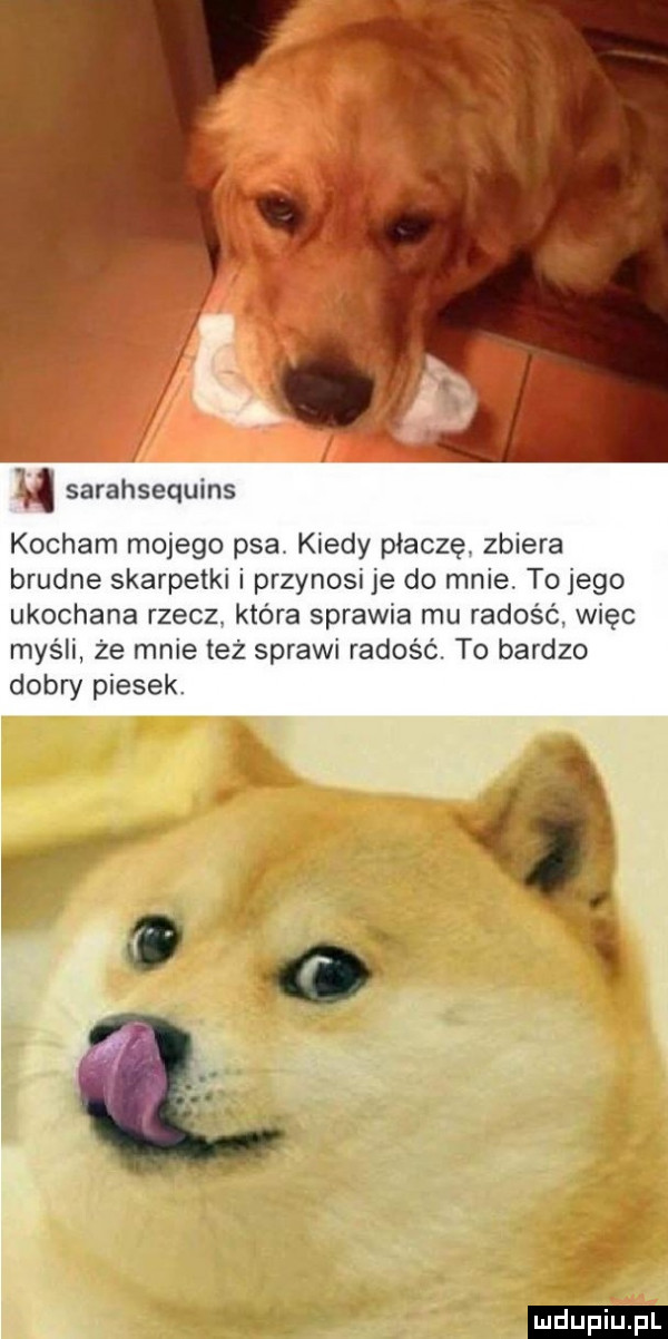 u sarahsequins kocham mojego psa. kiedy płaczę zbiera brudne skarpetki i przynosi je do mnie. to jego ukochana rzecz. która sprawia mu radość więc myśli że mnie też sprawi radośc to bardzo dobry piesek