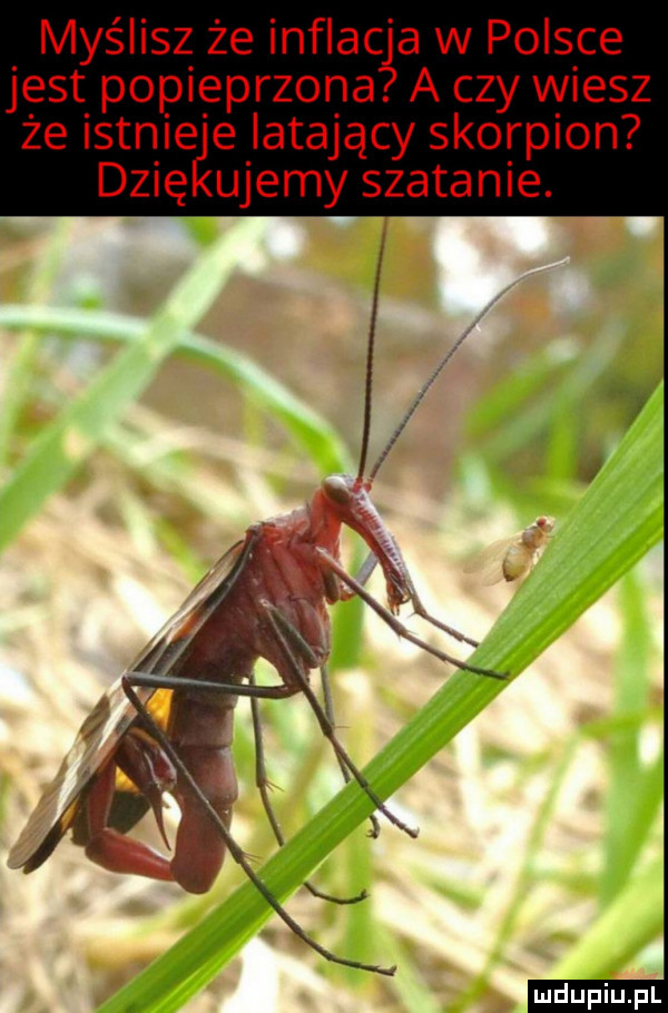 myślisz że inflac a w polsce jest popieprzona. a czy wiesz że istnieje latający skorpion dzię ujemy szatanie