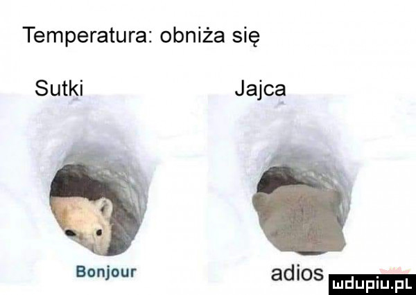 temperatura obniża się sutki jajcę bonjour adios