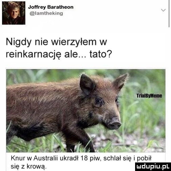 jof rey baran eon iamlhekmg nigdy nie wierzyłem w reinkarnację ale. tato knur w australii ukradł    piw schlał się i pobil sięzkrową
