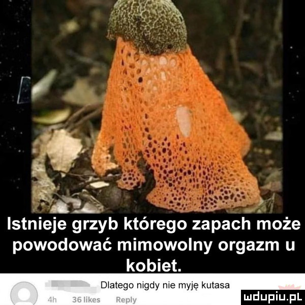 f na istnieje grzyb którego zapach może powodować mimowolny orgazm u kobiet. diaiego nigdy nie myję kutasa