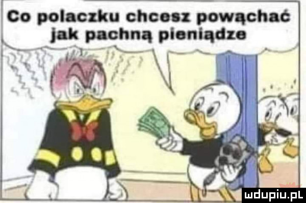 co polaczku chcoiz powąch ć k nk puchną pieniądze i.   x ludupiu. pl