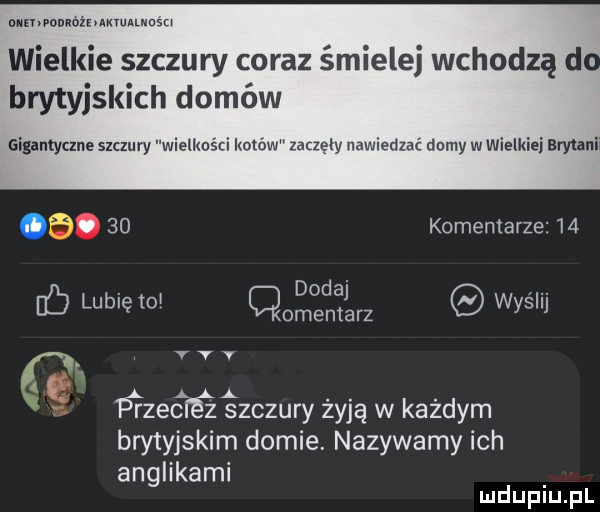 nnehvonnóihaxmawusm wielkie szczury coraz śmielej wchodzą d. brytyjskich domów gigantyczne szczury wielkości kotow zaczęły nawiedzac domy w wielkiej bratani. o    komentarze   . dodaj. ó lublęto o entarz wysil vvv a parzetśfeazśzczury żyją w każdym brytyjskim domie. nazywamy ich anglikami