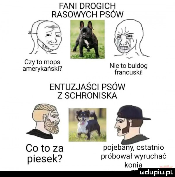 fani drogich rasowych psow czy to mops amerykański nie to buidoq francuski entuzjaści psów z schroniska i pojebany ostatnio próbował wyruchać konia