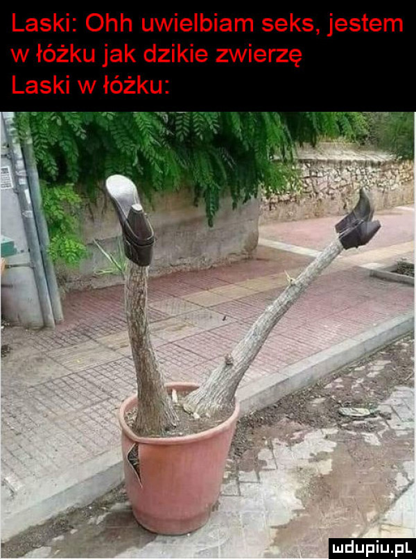 laski och uwielbiam seks jestem w łóżku jak dzikie zwierzę laski w łóżku ludu iu. l