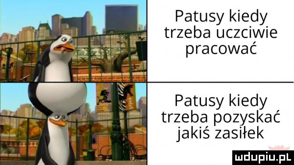 patusy kiedy trzeba uczciwie pracować patusy kiedy trzeba pozyskać jakiś zasiłek