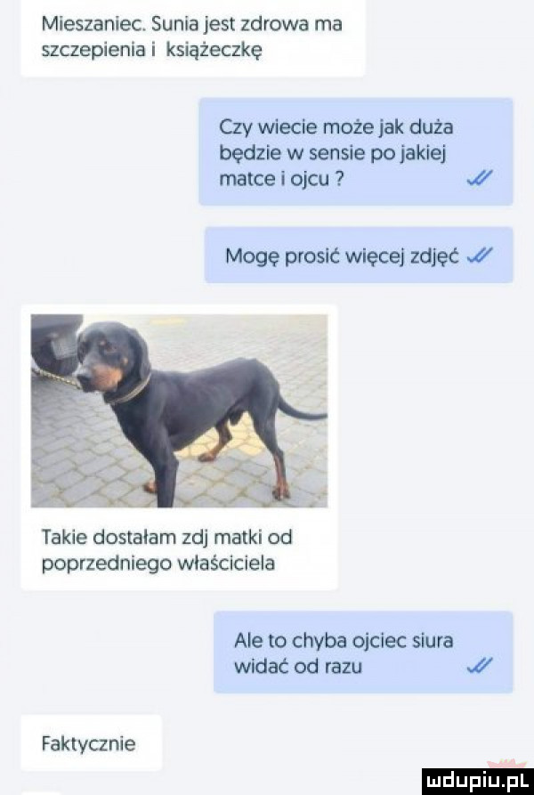 mieszaniec. sunia jest zdrowa ma szczepienia i książeczkę czy wiecie może jak duża będzie w sensie po jakiej matce i ojcu i mogę pfoslć więcej zdjęć i takie dostalam zuj matki od poprzedniego właściciela ale to chyba ojciec siura widać od razu faktycznie