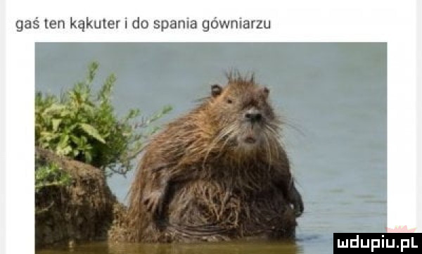 gaś ten kąkuter i do spania gówniarzu