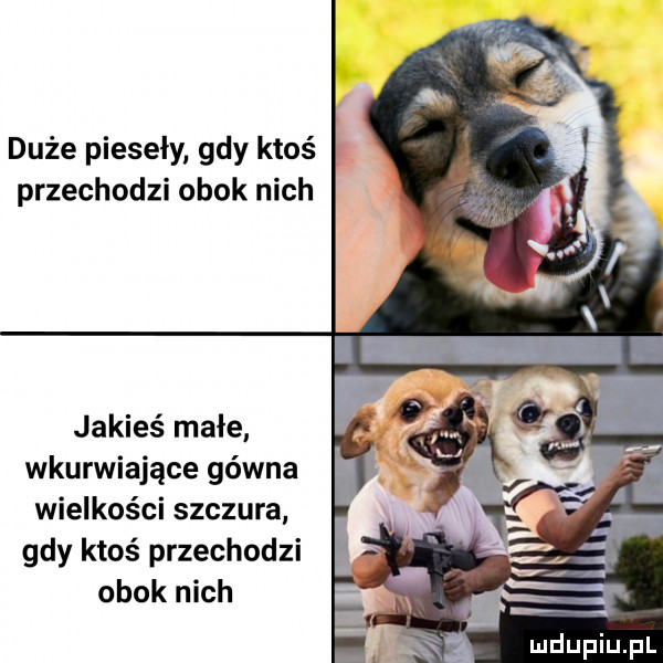 duże pieseły gdy ktoś przechodzi obok nich jakieś małe wkurwiające gówna wielkości szczura gdy ktoś przechodzi obok nich