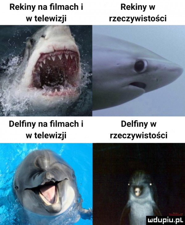 rekiny na ﬁlmach i rekiny w w telewizji rzeczywistości li. abakankami delfiny na filmach i delfiny w w telewizji rzeczywistości